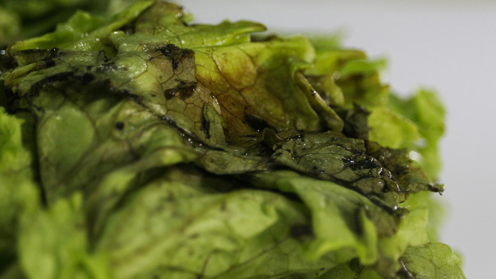 Sustancias tóxicas naturales: evítalas